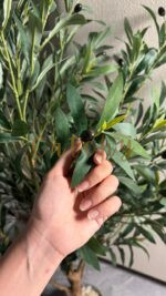 Olive Tree - Image 2