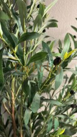Olive Tree - Image 3