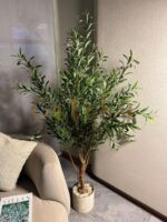 Olive Tree