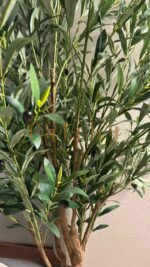 Olive Tree - Image 4