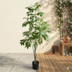 Azadirachta Indica Tree