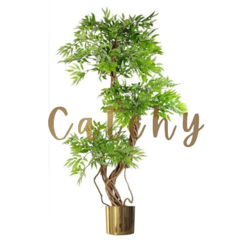 Schefflera Tree