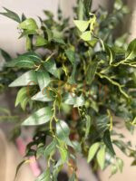 Ficus Tree - Image 3