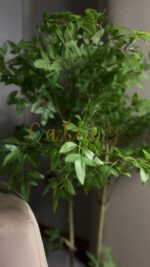 Bamboo plant - Image 2