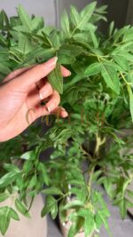 Bamboo plant - Image 3