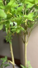 Bamboo plant - Image 4