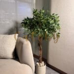 Ficus Tree
