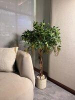 Ficus Tree
