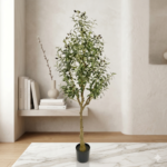 Olive Tree