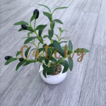 artificial plant